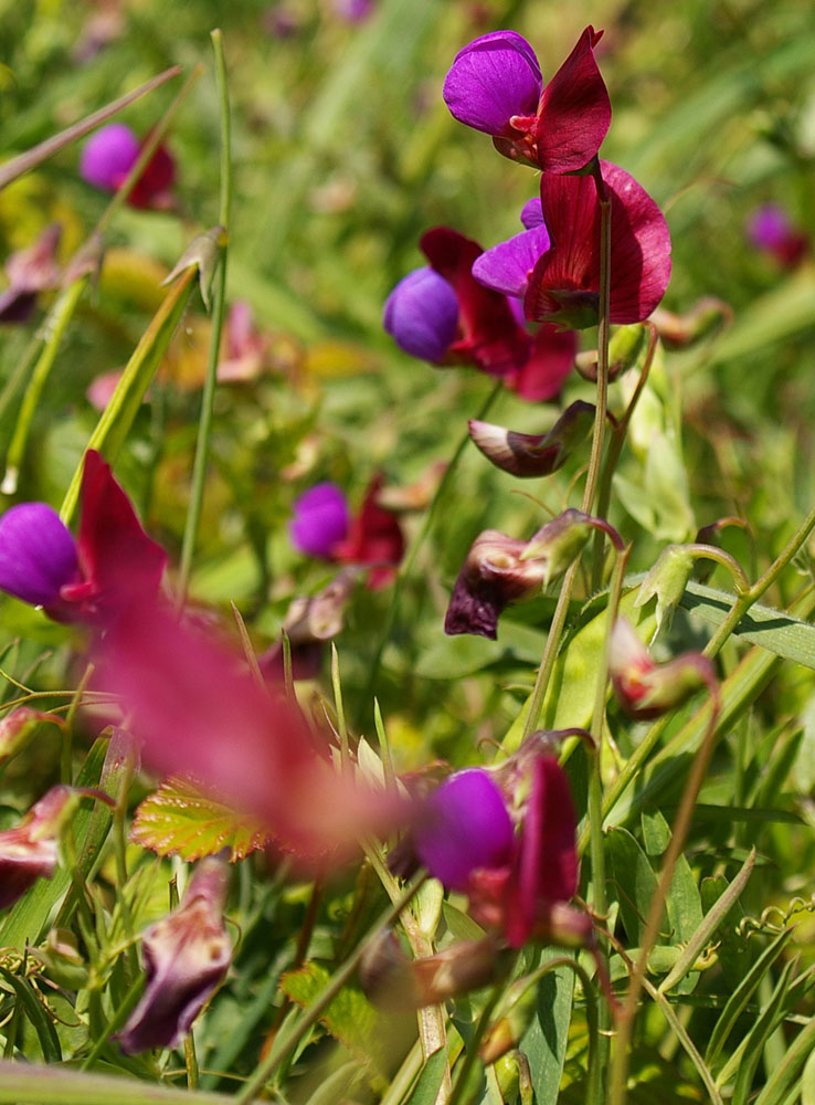 Lathyrus clymenum